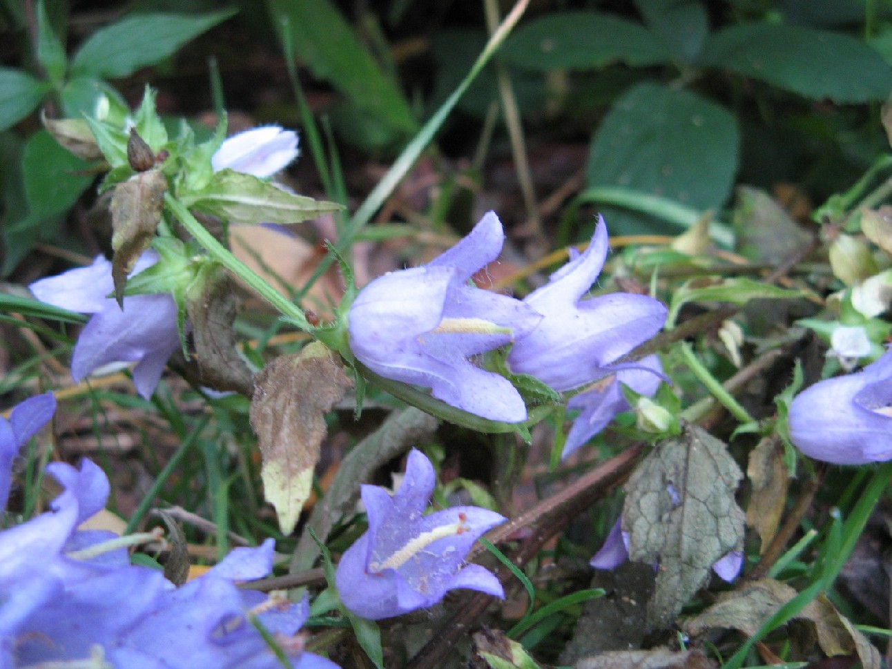 Campanula trachelium / Campanula selvatica